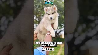 quotHusky Puppy Find Your Next Best Friend Todayquot pets rajahmundry  9642221001 pets dog doglover [upl. by Genesia]