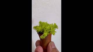 EP 142 minipotsucculent tokyosun cactus succulents youtube short shortvideo trending [upl. by Can]