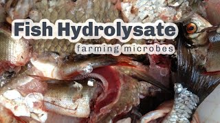 MAKING FISH HYDROLYSATE [upl. by Aramal799]