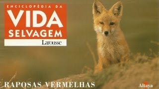 Vida Selvagem  Raposas Vermelhas  Parte 1  5 [upl. by Granger109]