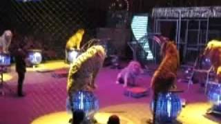 YouTube  Lion attack  Romania  Globus Circusflv [upl. by Ika177]