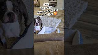 RELATABLE 🐾🥰 youtubeshorts shortsvideo shortsfeed shorts dog dogs animals cute relatable [upl. by Osbourne]