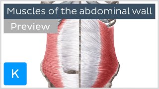 Muscles of the abdominal wall preview  Human Anatomy  Kenhub [upl. by Surat887]