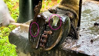 EP34 NEW The Shocking Truth About Screw Stuck in Cow Hoof Cleaning [upl. by Weaver908]