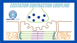 Excitation Contraction Coupling [upl. by Siulegroj]