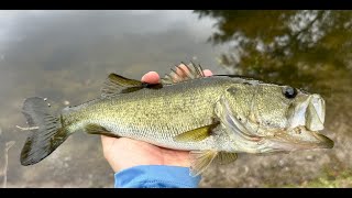 Fly Fishing for Bass and Bluegill 123123 [upl. by Leoline]