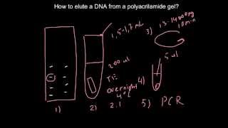 Easy way how to elute a DNA from a polyacrilamide gel [upl. by Joiner951]