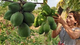 Women found papaya for cook with chicken hindquarters  Eating delicious [upl. by Esinwahs]