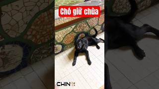 Con là CHÓ GIỮ CHÙA 🪷 chinchoco pets funny cute animals dog xuhuong shorts pagoda [upl. by Aisital]