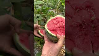 Cutting watermelon 🍉🍉fruu frute fruitcuttingfruit nature shorts watermelontropicalfruittrees [upl. by Lauralee449]