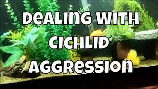 Dealing With Cichlid Aggression  How To Deal with Aggressive Fish  How to Stop Fighting Cichlids [upl. by Francesca161]