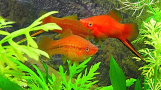 HOW TO GET SWORDTAILS TO BREED HOW TO BREED SWORDTAIL FISH [upl. by Stulin]