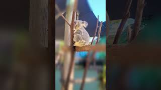 Koala koalabears koalas australiatourism cuteanimals brisbane paradisecountry rareanimals [upl. by Nagyam155]