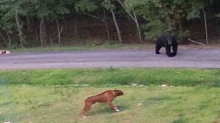 Boxer Dog vs Black Bear [upl. by Portia]