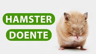 Hamster Doente  O QUE FAZER ❓❓ [upl. by Easter]