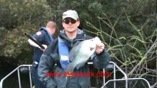 Electrofishing Survey on Coastal South Carolina Lake Shock Boat [upl. by Wadleigh786]