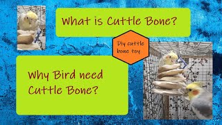 Cuttlefish Bone For BIrds  Why Birds Need CuttleBone  What is Cuttlebone  DIY Cuttlebone toy [upl. by Initirb416]