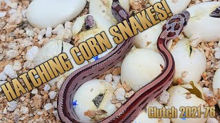 Poss Het GOLDEN parents Corn Snake eggs hatching [upl. by Giuliana]