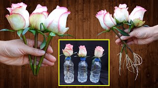 Just Put Roses In Water Roses Root And Sprout Like Crazy In Just 1 Day [upl. by Rakia]