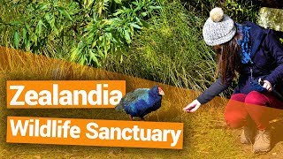 🐦 Zealandia Wildlife Sanctuary in Wellington  New Zealands Biggest Gap Year [upl. by Neeleuqcaj]