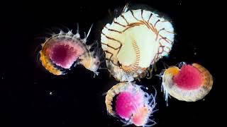 Mediterranean zooplankton under the microscope summertime [upl. by Eirehc]