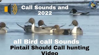 Pintail Should Call hunting Video [upl. by Samanthia]