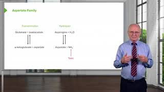 Aspartate Family amp Asparagine Metabolism [upl. by Samtsirhc]