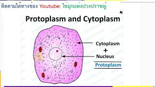 protoplasm คืออะไร What is protoplasm [upl. by Nraa573]