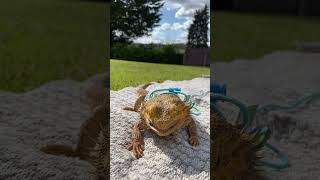 Bearded dragon is enjoying some worms in the garden [upl. by Hnamik]