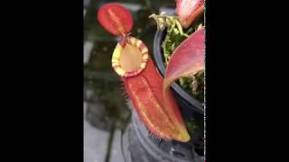 Nepenthes ampullaria x spectabilis x talangensis BE3738 [upl. by Traweek]