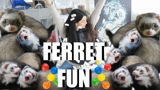 INSANE Ferret Fun SPOILING My Cute Pet Ferrets [upl. by Zebapda]