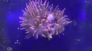 🍤 Feeding the Red Tip Bubble Anemone Shrimp 4K [upl. by Leilah]