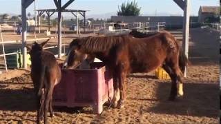 A peaceful morning at our rescue centre  Easy Horse Care Rescue Centre [upl. by Ellett]