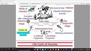 Fasciola  Hepatic flukes  Helminthology [upl. by Riebling]