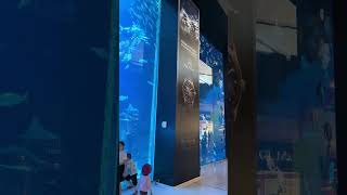 GuitarfishDubai mall aquarium 🇦🇪 [upl. by Mick]