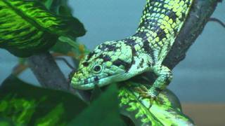 Abronia taeniata male [upl. by Iveel399]