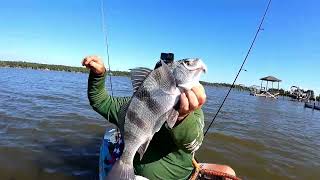 Flattie Patties after work kayakfishing flounder fishbites [upl. by Ymme]