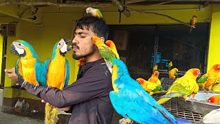 macaw parrot information video in Hindiblue and gold macaw information videomacaw breeding tips [upl. by Imalda528]