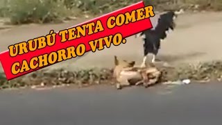 URUBÚ TENTA COMER CACHORRO VIVO video dublado [upl. by Hairim191]