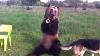 Russian Bear Shows Off His Amazing Tricks ORIGINAL [upl. by Fabiano532]