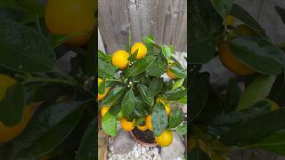 GROWING CALAMONDIN ORANGE IN THE UK [upl. by Lalita529]