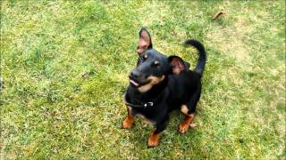 Dog Playing Soccer Crazy Dog [upl. by Ocnarf]