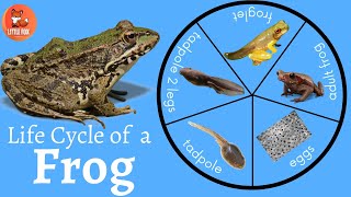 🐸 Life Cycle of a 🐸Frog Explained in English🌿 kidslearning kidseducation frog [upl. by Herzig990]