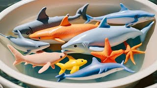 Discover Water Animals Starfish Shark Pufferfish Eel Goldfish Seahorse Dolphin Turtle [upl. by Louth]