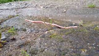 earthworm giun đất ミミズ lumbricus terrestris केंचुआ 지렁이 cacing tanah [upl. by Orodisi]