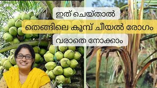 Bud rot in coconut palmതെങ്ങിലെ കൂമ്പ് ചീയൽ രോഗം  ലക്ഷണങ്ങളും പരിഹാര മാർഗങ്ങളും [upl. by Remle]