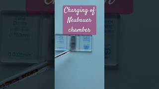 Charging of Neubauer chamber medicalpractice physiology hematology RBC WBC [upl. by Amling]