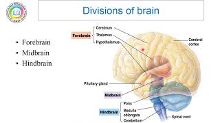 Prof Amal Halawa Neuroscience II Anatomy lecture 1 part 1 [upl. by Nahtaoj633]