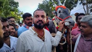 Hallikar Odeya Varthur santhosh at GKVK Krushi Mela 2024 with Stud Bull Ekalavya [upl. by Landsman]