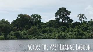 Lowland Gorillas Loango National Park Gabon [upl. by Sire573]